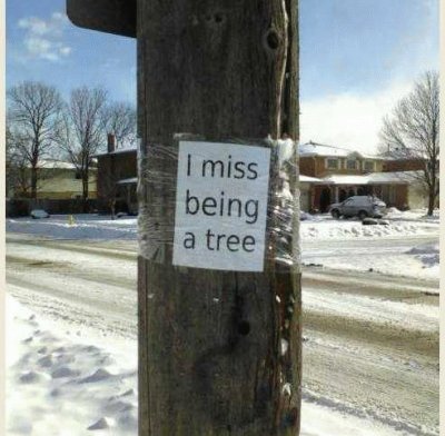 I miss being a tree