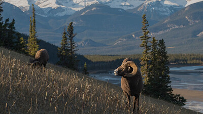 פאזל של parque nacional Jasper, Canada
