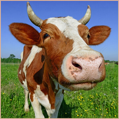 une belle vache jigsaw puzzle