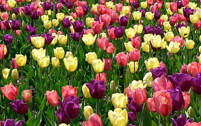 Champs de tulipes