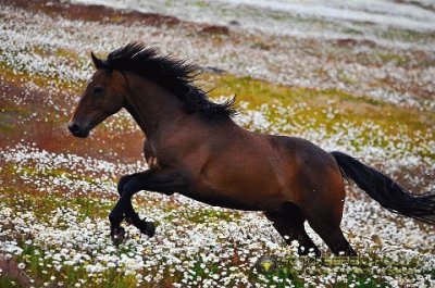 פאזל של caballos