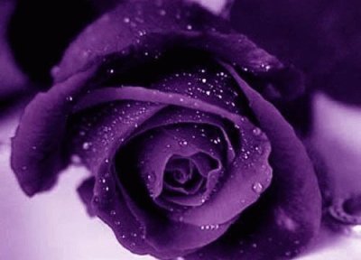 Amethyst Colored Rose jigsaw puzzle