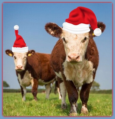 Vaches de Noël