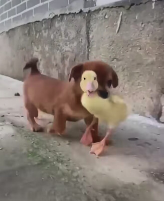 Dog holding Duck