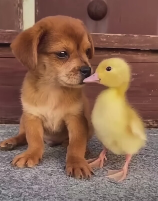 Dog and Duck 1
