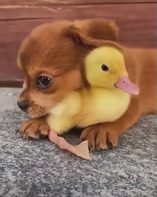 Dog and Duck 2