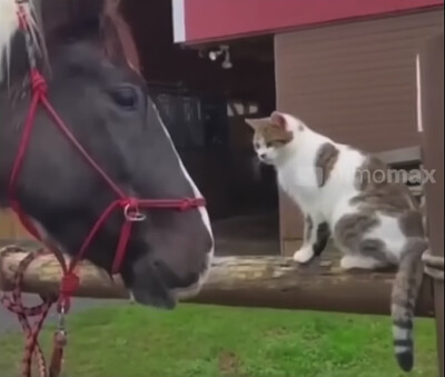 Cat and Horse 1