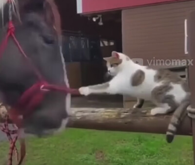 Cat smacks Horse