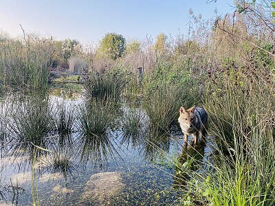 פאזל של Nature