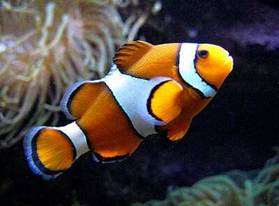 פאזל של clown fish