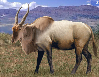 Eland Wapiti jigsaw puzzle