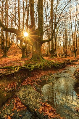 Bosque jigsaw puzzle