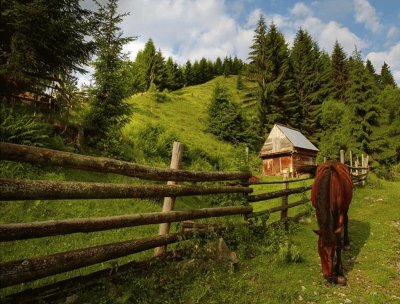 פאזל של horse and fence