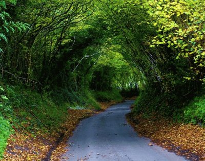 פאזל של tree tunnel.