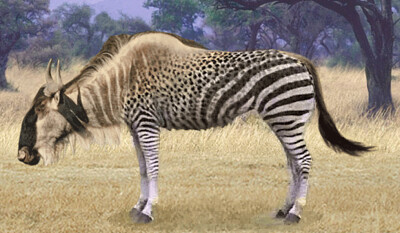 פאזל של Wildebeest Zebra