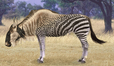 Wildebeest Zebra jigsaw puzzle