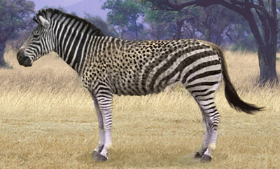 Zebra Cheetah WIldebeest
