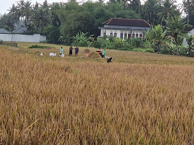 Après la récolte de riz jigsaw puzzle