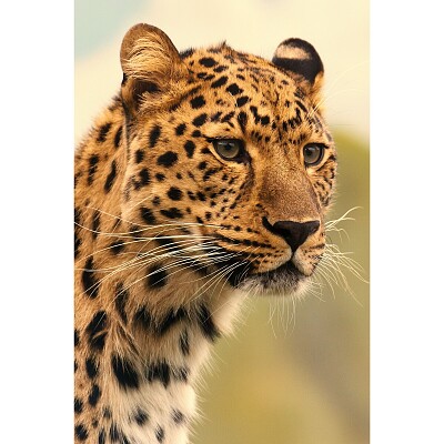 Animais selavagens - leopardo jigsaw puzzle