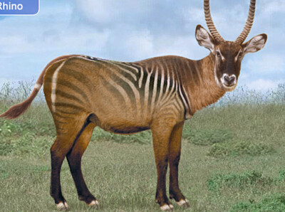 פאזל של Zebra Waterbuck