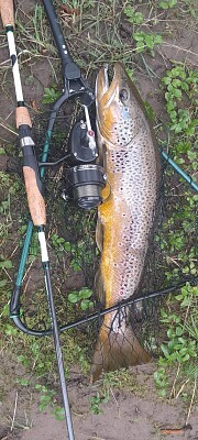 trout jigsaw puzzle