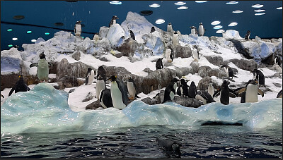 פאזל של פינגווינים בטנריף