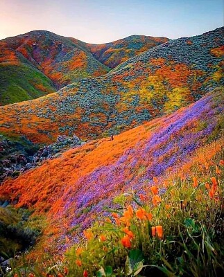 Valle de las Flores