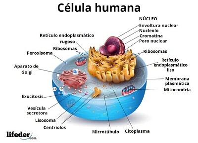 פאזל של CELULA HUMANA