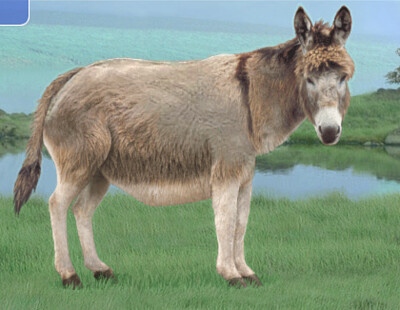 Donkey Ela