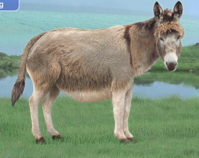 Eledonkey