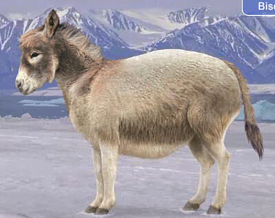 Polar Donkey jigsaw puzzle