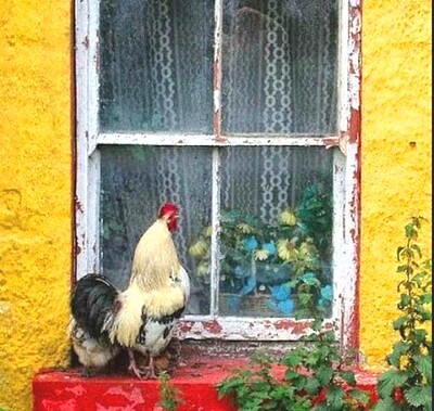 animales