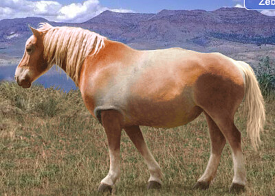 Rhino Horse