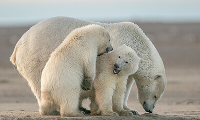 פאזל של urso polar