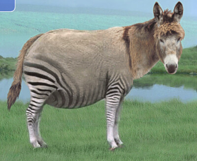 Donkey Ela Zebra