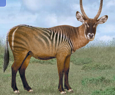 Waterbuck Zebra