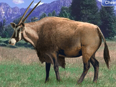 פאזל של Gemsbok Bison