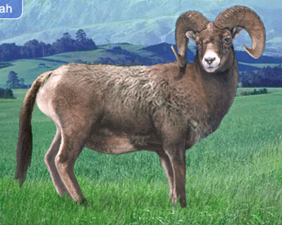 Dog Bighorn Sheep