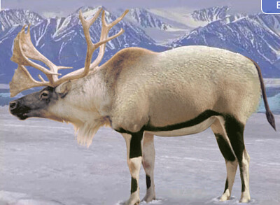 פאזל של Caribou Gemsbok