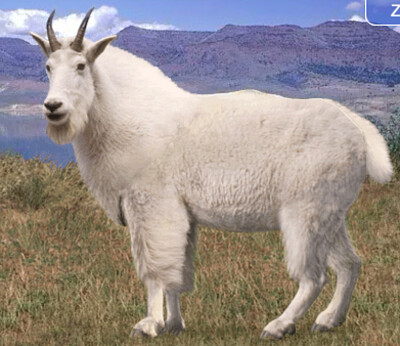 פאזל של Mountain Goat Horse