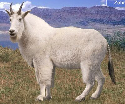 פאזל של Mountain Goat Zebra tailed