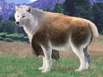 פאזל של Bison Mountain Wolf