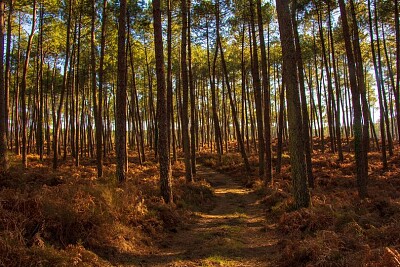 פאזל של La Forêt landaise