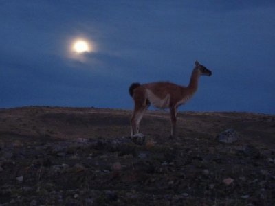 פאזל של guanaco