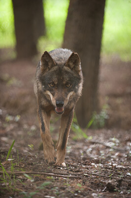 Lobo jigsaw puzzle