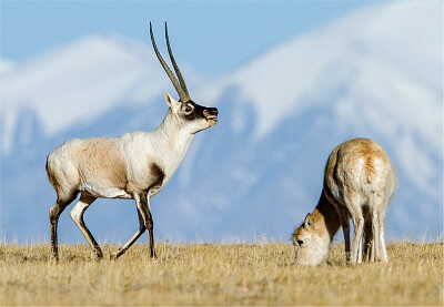 Tibetan antelope w/ baby