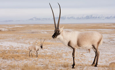 פאזל של Tibetan antelope w/ baby in the desert