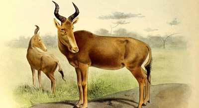 Extinct Antelope species