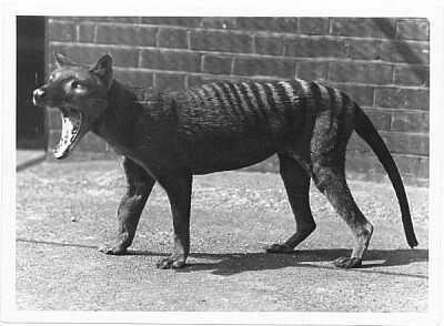 Extinct tasmanian