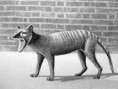 Extinct tasmanian 2